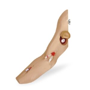 Arm Mannequin Chester Chest Arm / Light Skin Tone Male Adult 2-1/4 lbs.