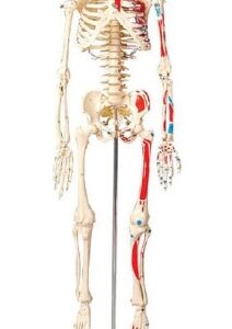 Skeleton Model Big Tim 25-1/2 Inch