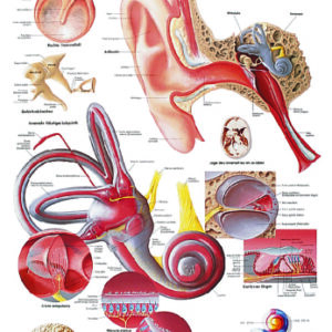 Anatomical Chart Ear 20 X 25 Inch Laminated