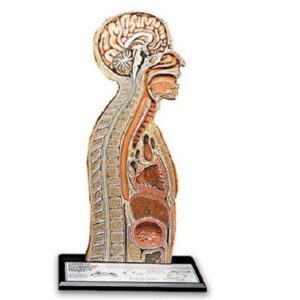 Nasogastric Tube Feeding Model