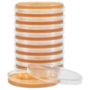 Prepared Media Malt Extract Agar Light Amber Deep Fill Plate Format