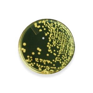Prepared Media Tryptic Soy Agar (TSA) Beige Petri Plate Format