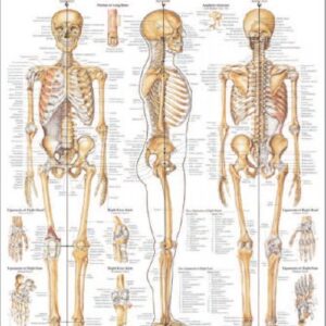 Anatomical Chart Skeletal System 20 X 26 Inch Heavy Paper Grommets Laminated