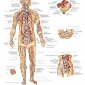 Anatomical Chart Lymphatic System 20 X 26 Inch Plastic Wall Mount Laminated
