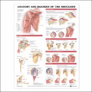 Anatomical Chart Anatomy and Injuries of the Shoulder 20 X 26 Inch Plastic Wall Mount Laminated