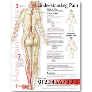 Anatomical Chart Understanding Pain 20 X 26 Inch Plastic Wall Mount Laminated