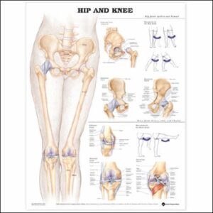 Anatomical Chart Hip and Knee 20 X 26 Inch Plastic Wall Mount Laminated