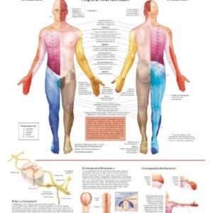 Anatomical Chart Dermatomes 20 X 26 Inch Heavy Paper Grommets Laminated