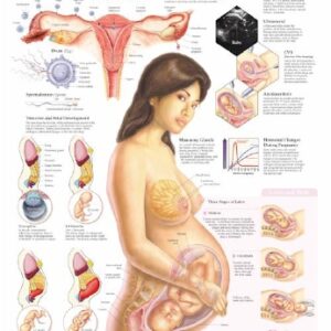 Anatomical Chart Pregnancy and Birth 20 X 26 Inch Plastic Grommets Laminated