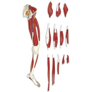 Leg Model