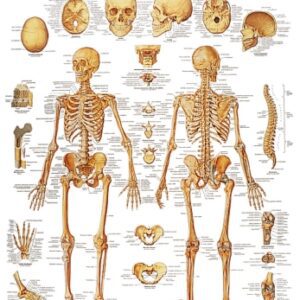 Anatomical Chart 3B Scientific Human Skeleton 20 X 26 Inch Laminated