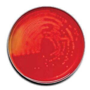Prepared Media BD BBL Trypticase Soy Agar with 5% Sheep Blood (TSA II) Dark Red Mono-Plate Format