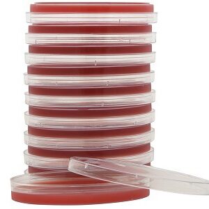 Prepared Media Tryptic Soy Agar (TSA) with 5% Sheep Blood Red Petri Plate Format