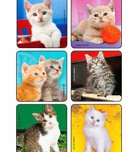 Kids Love Stickers 90 per Pack Cute Kitten Photos , Assorted Sticker 2-1/2 Inch