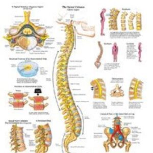 Anatomical Chart Human Spine 20 X 26 Inch Heavy Paper Grommets Laminated