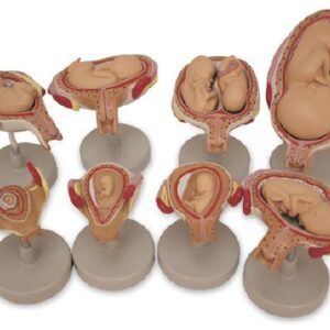 Fetus Development Set Nasco
