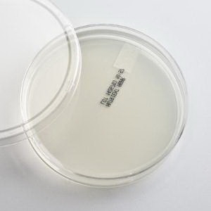 Prepared Media Nutrient Agar