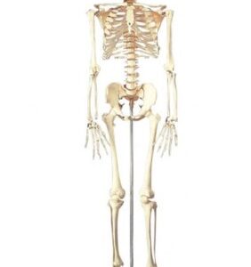 Skeleton Model Budget Buckey Life Size 22 lbs. Plastic