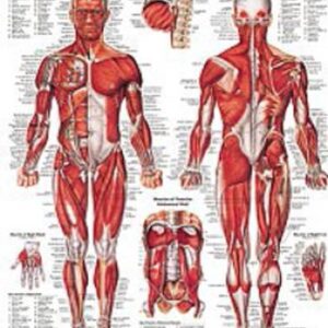Anatomical Chart Muscular System 20 X 26 Inch Styrene Plastic Grommets Laminated