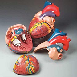 Heart Model
