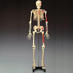 Skeleton Model Bucky Budget Buckey 23 lbs.