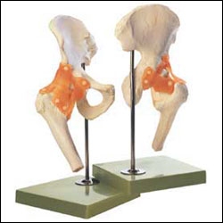 Hip Joint Model