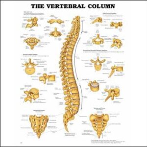 Anatomical Chart Vertebral Column 20 X 26 Inch Heavy Paper Wall Mount Laminated