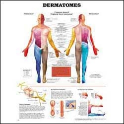 Anatomical Chart Dermatomes 20 X 26 Inch Heavy Paper Grommets Laminated